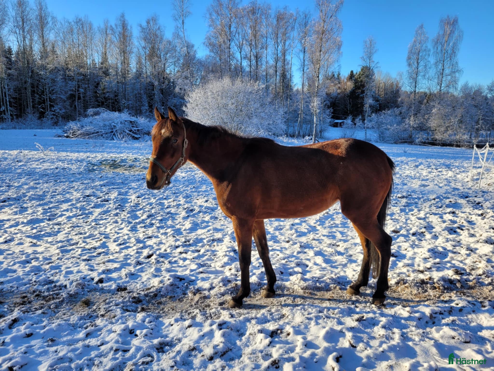  hästar Häst för sällskap eller hobby ridning i Karlsborg - Annons 3