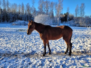 hästar Häst för sällskap eller hobby ridning i Karlsborg - Annons 16
