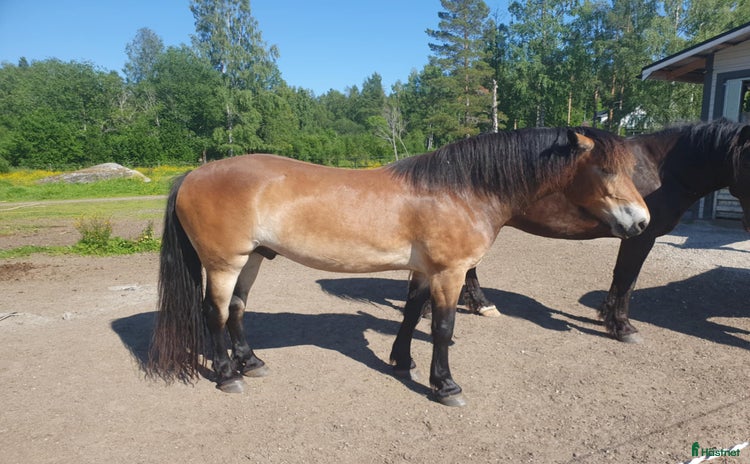  hästar i Bräcke - Annons 1