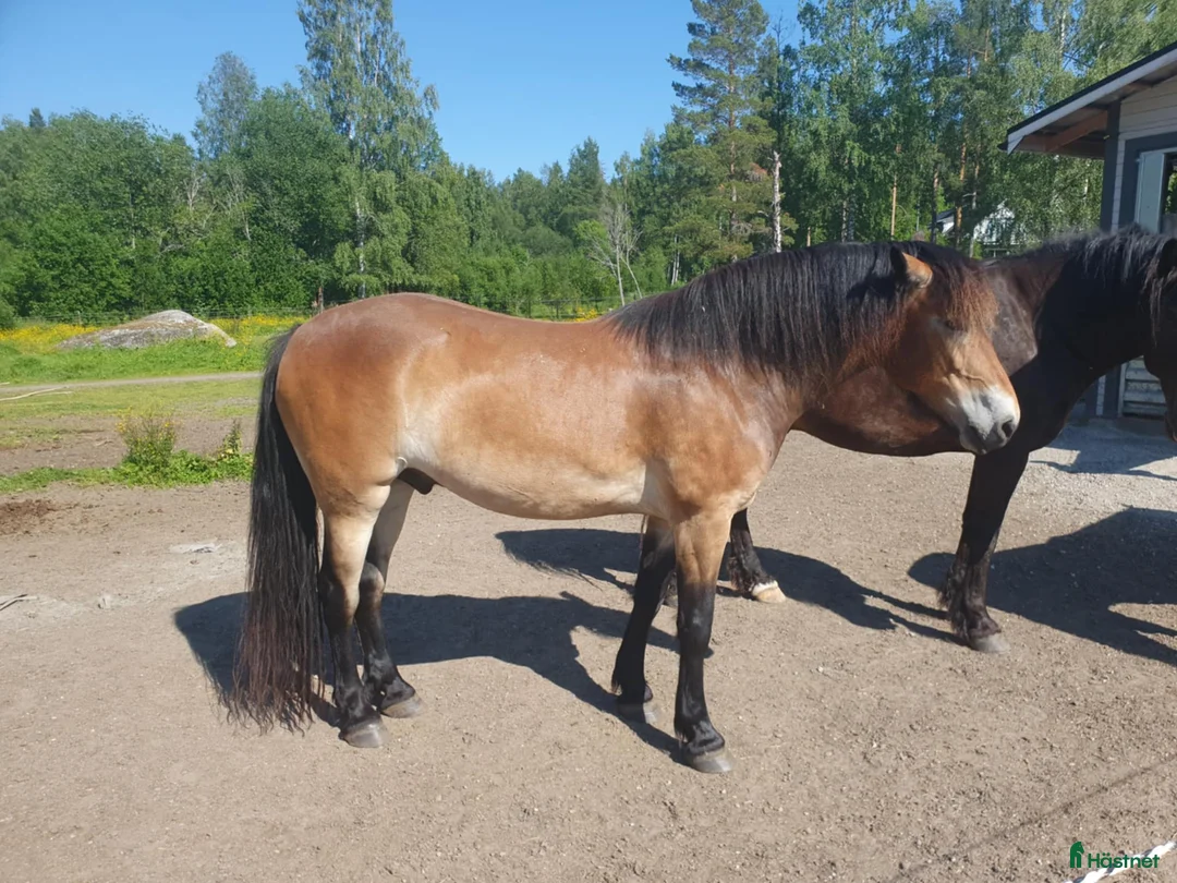 Akademiskt hästar till salu: Utlånas för senare köp - Annons 1