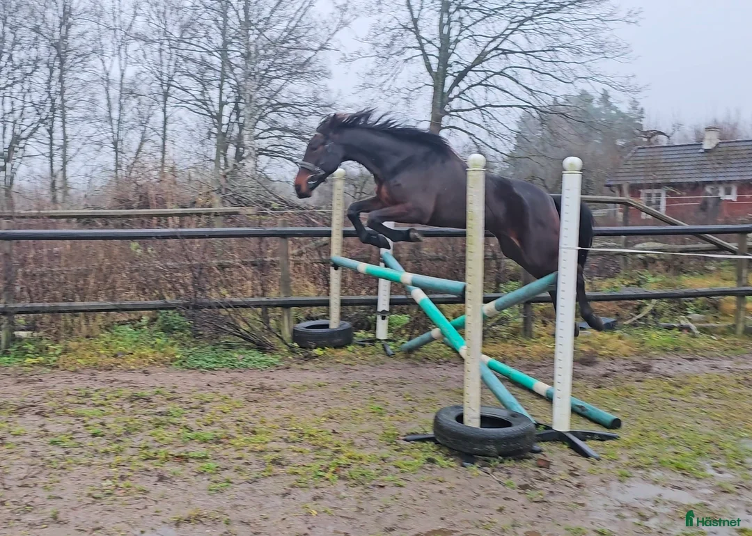 Allround hästar till salu: Snäll travhäst i Odensbacken - Annons 4