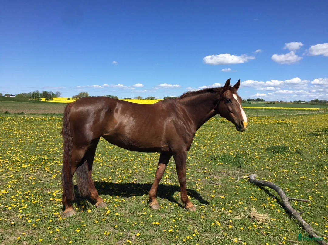 Sällskap hästar till salu: Två äldre ston - Annons 1