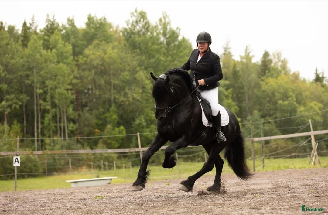 Galleribild {{count}}