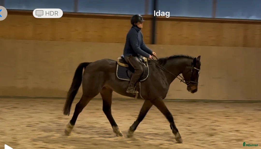 Hoppning hästar till salu: Lovande snygg unghäst! i Kågeröd - Annons 4