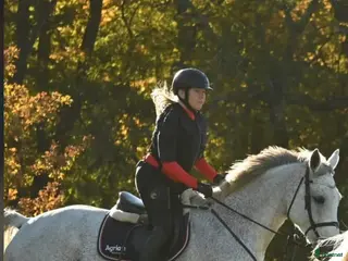 hästar Välstammad fd. hopphäst till avel - Annons 2