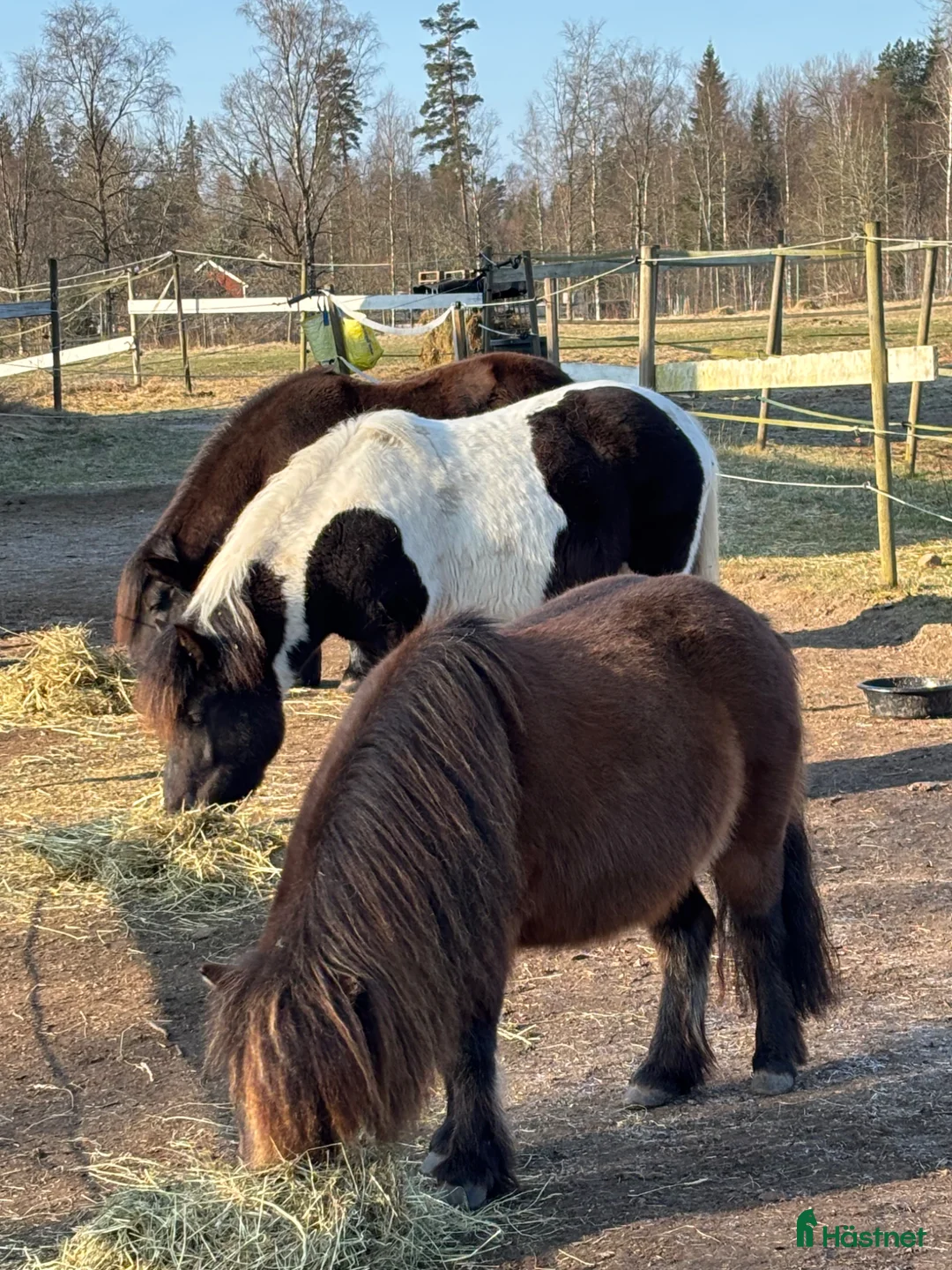 Allround hästar sökes: Kallblod! - Annons 1