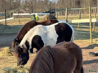 hästar Kallblod! - Annons 7