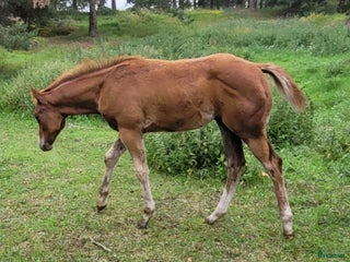 hästar i Uppsala - Annons 38