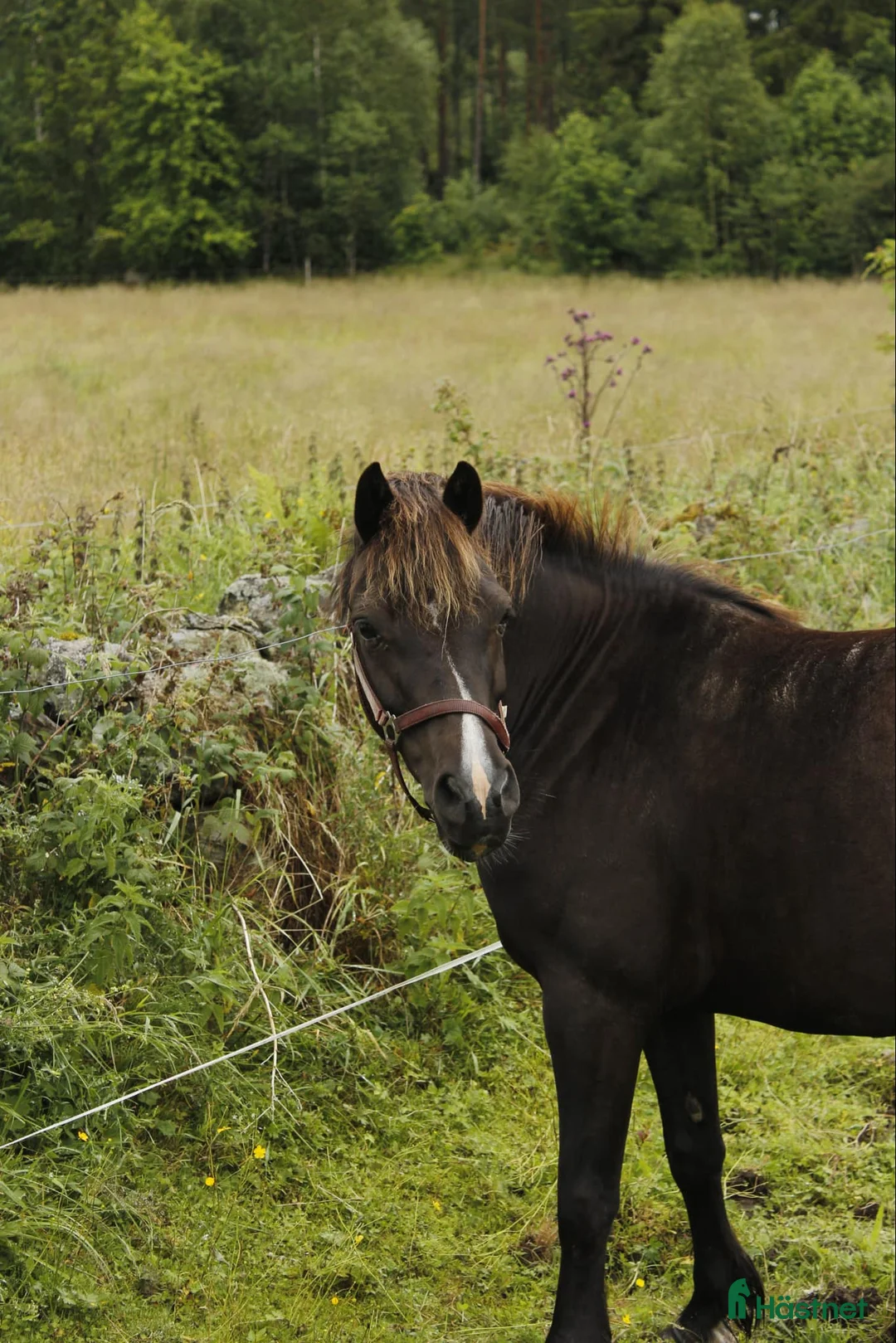 Allround hästar till salu: Fin B-ponny för rutinerad ryttare - Annons 3