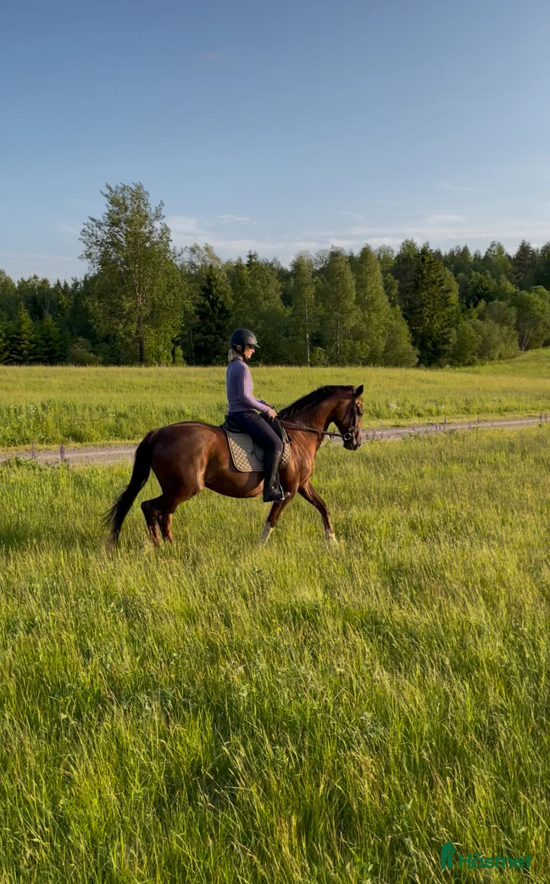 Avelshästar hästar till salu: Avelsto e: Total Hope - Annons 12