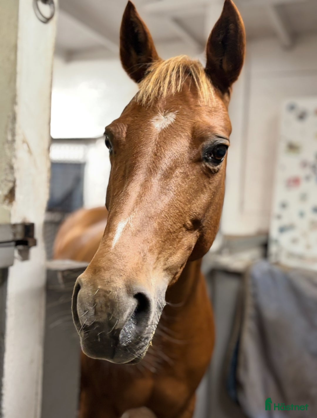 Allround hästar till salu: Allroundponny med stor personlighet❤️ i Huddinge - Annons 1
