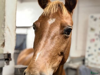 hästar Allroundponny med stor personlighet❤️ i Huddinge - Annons 5