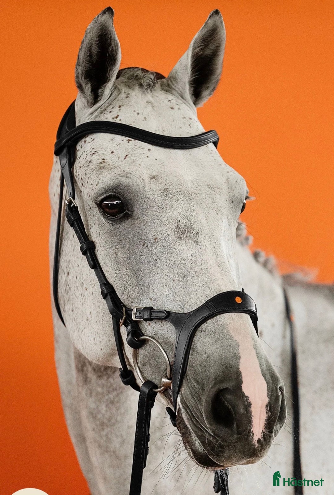 Träns hästutrustning till salu: The Equemist träns i Täby - Annons 1