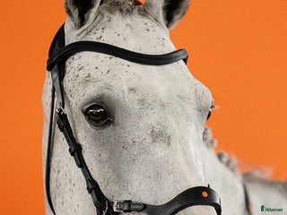 Träns hästutrustning till salu: The Equemist träns i Täby - Annons 1