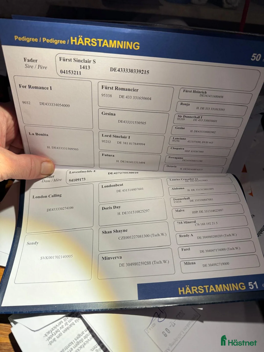 Allround hästar till salu: Trevlig valack SWB ev byte - Annons 20