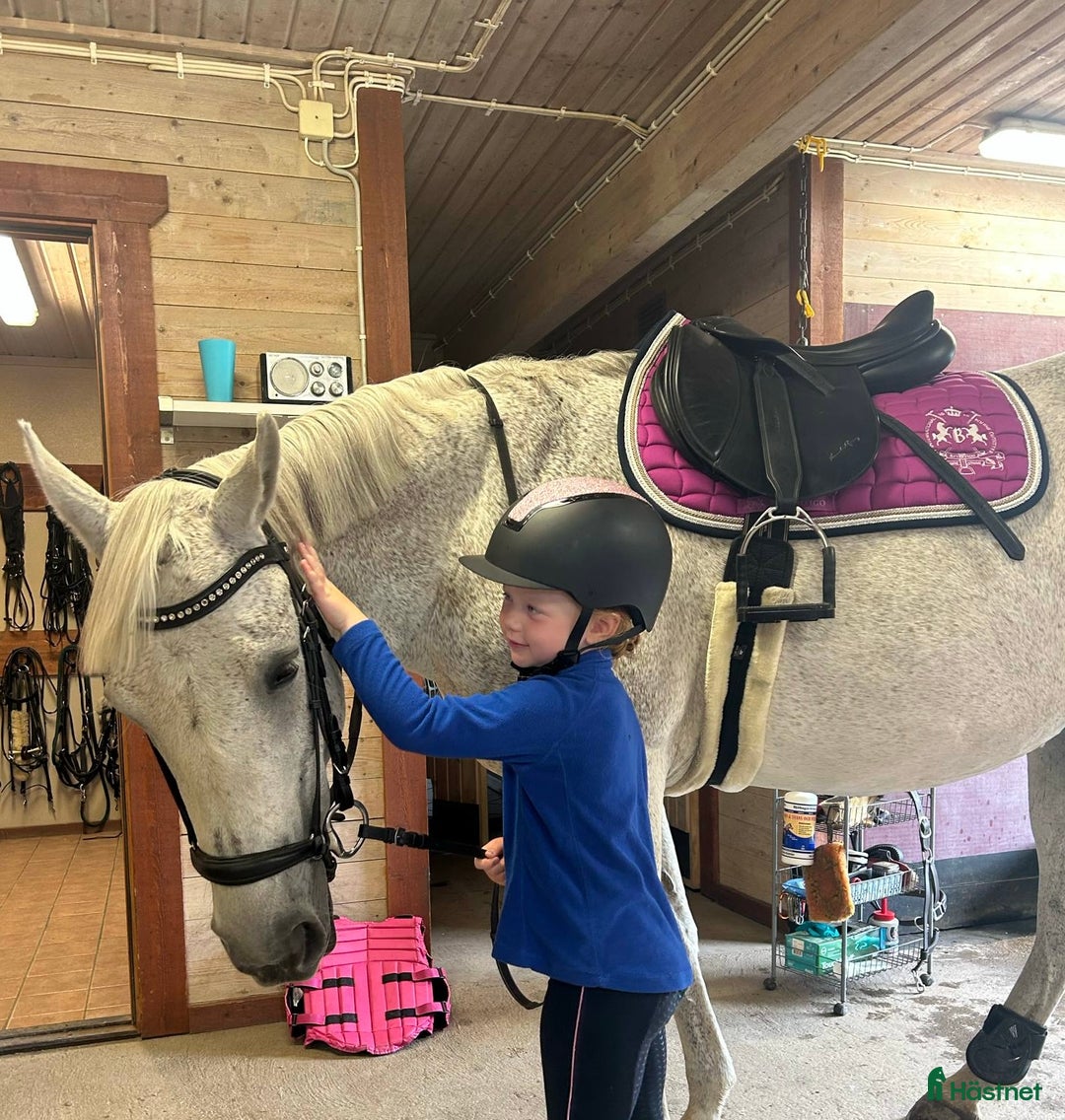 Allround hästar sökes: Äldre ponny sökes  - Annons 1