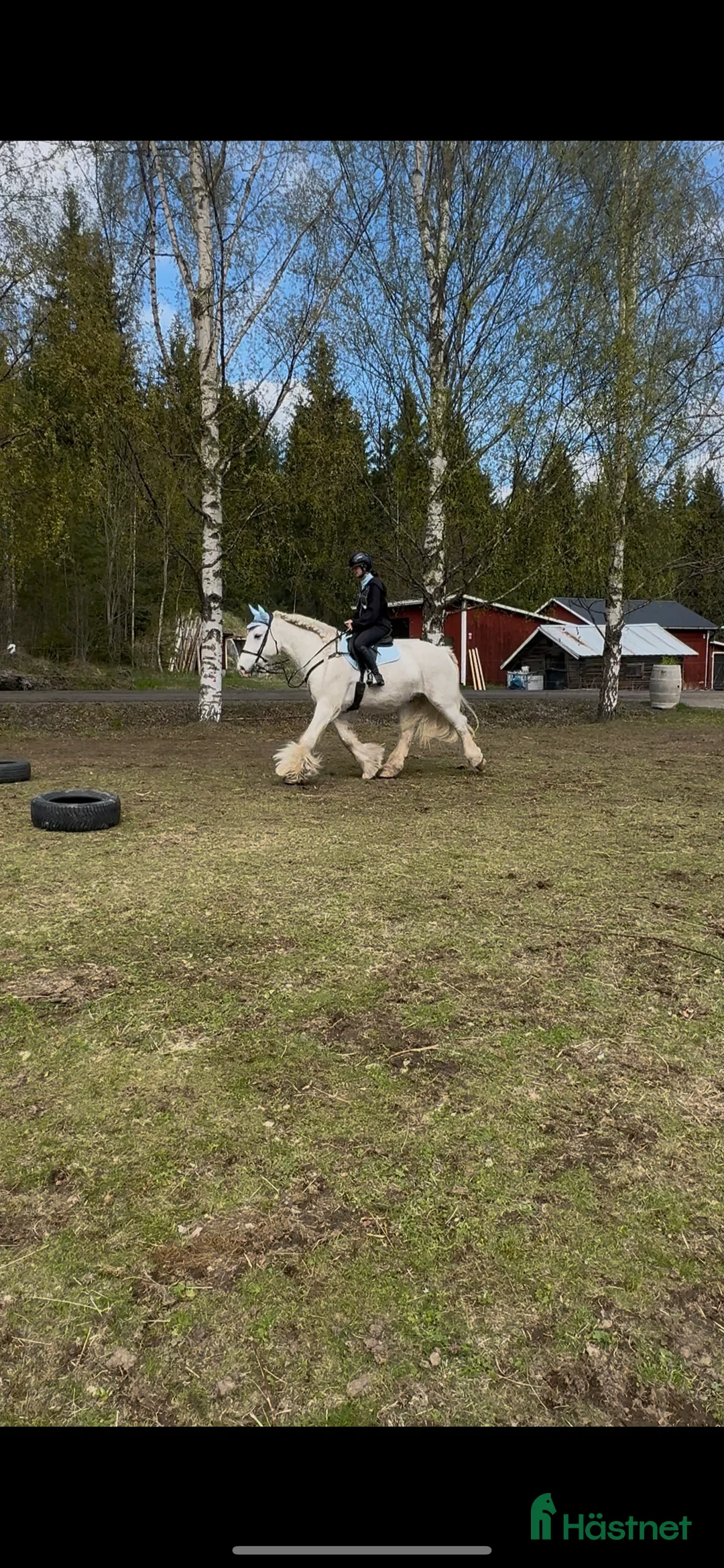 Allround hästar till salu: Vitt prins - Annons 12