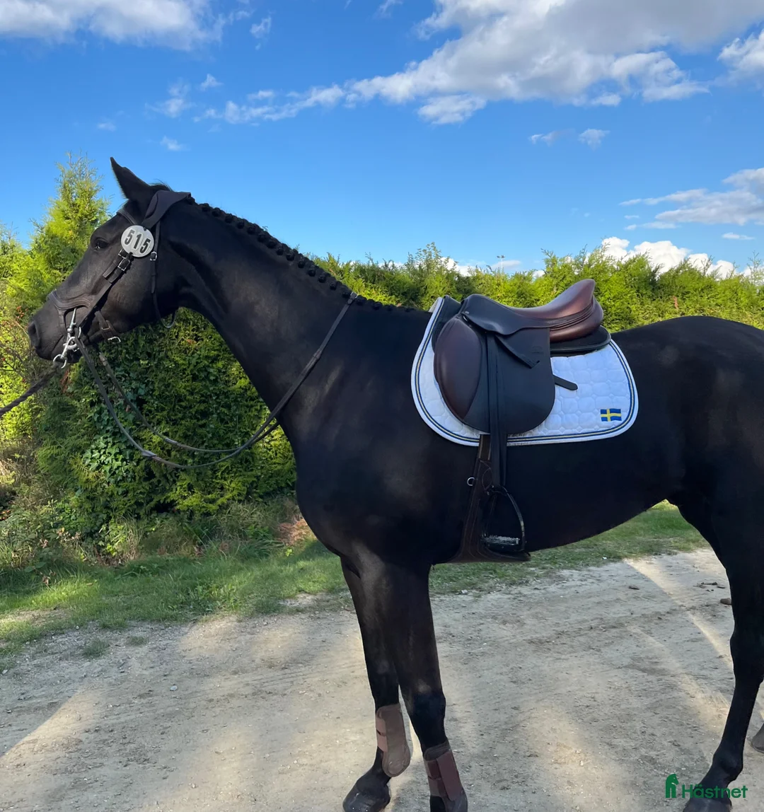 Hoppning hästar till salu: Fantastiskt första tävlingshäst - Annons 1