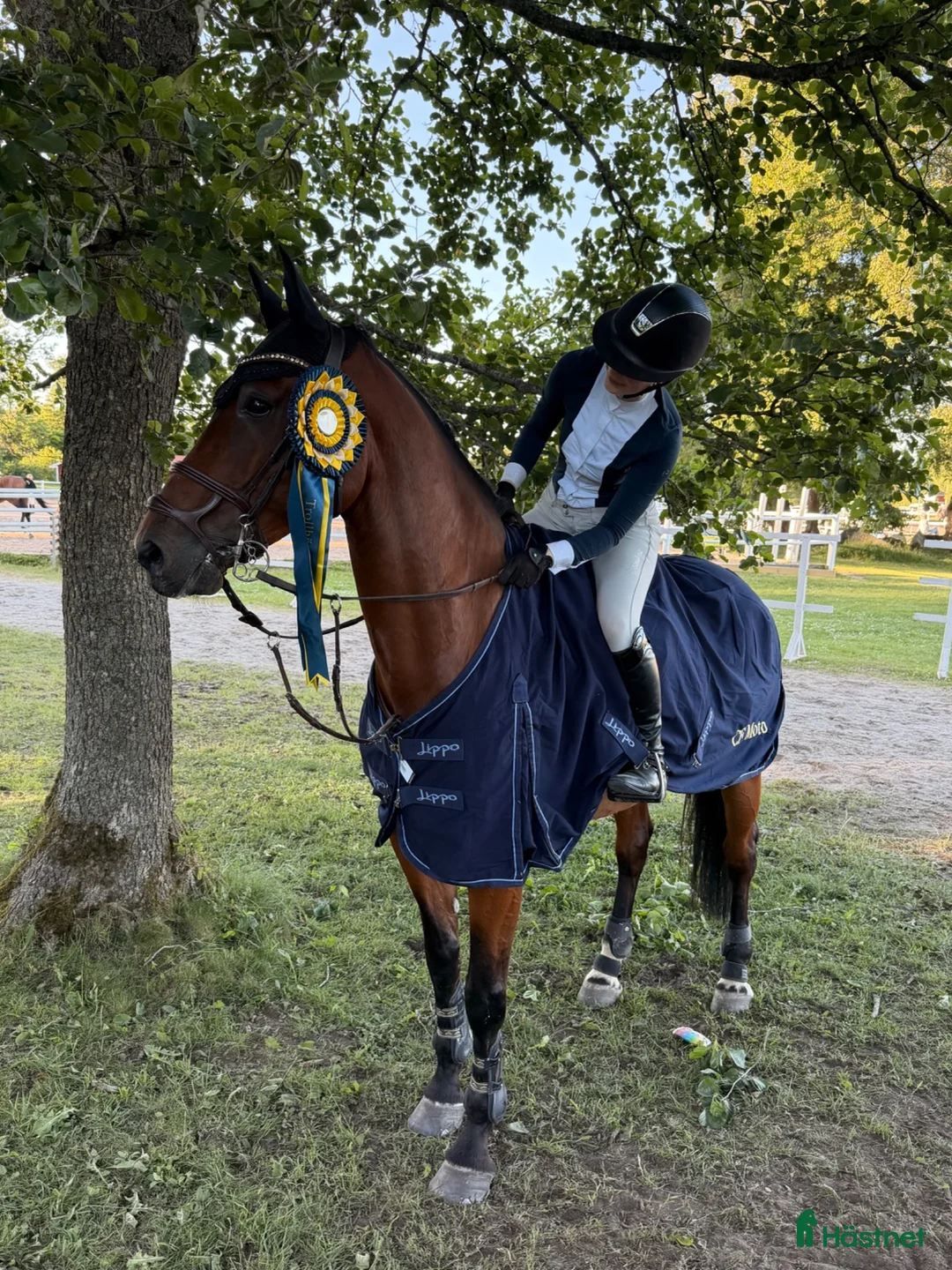 Hoppning hästar till salu: Snygg och modig hopphäst!! - Annons 1
