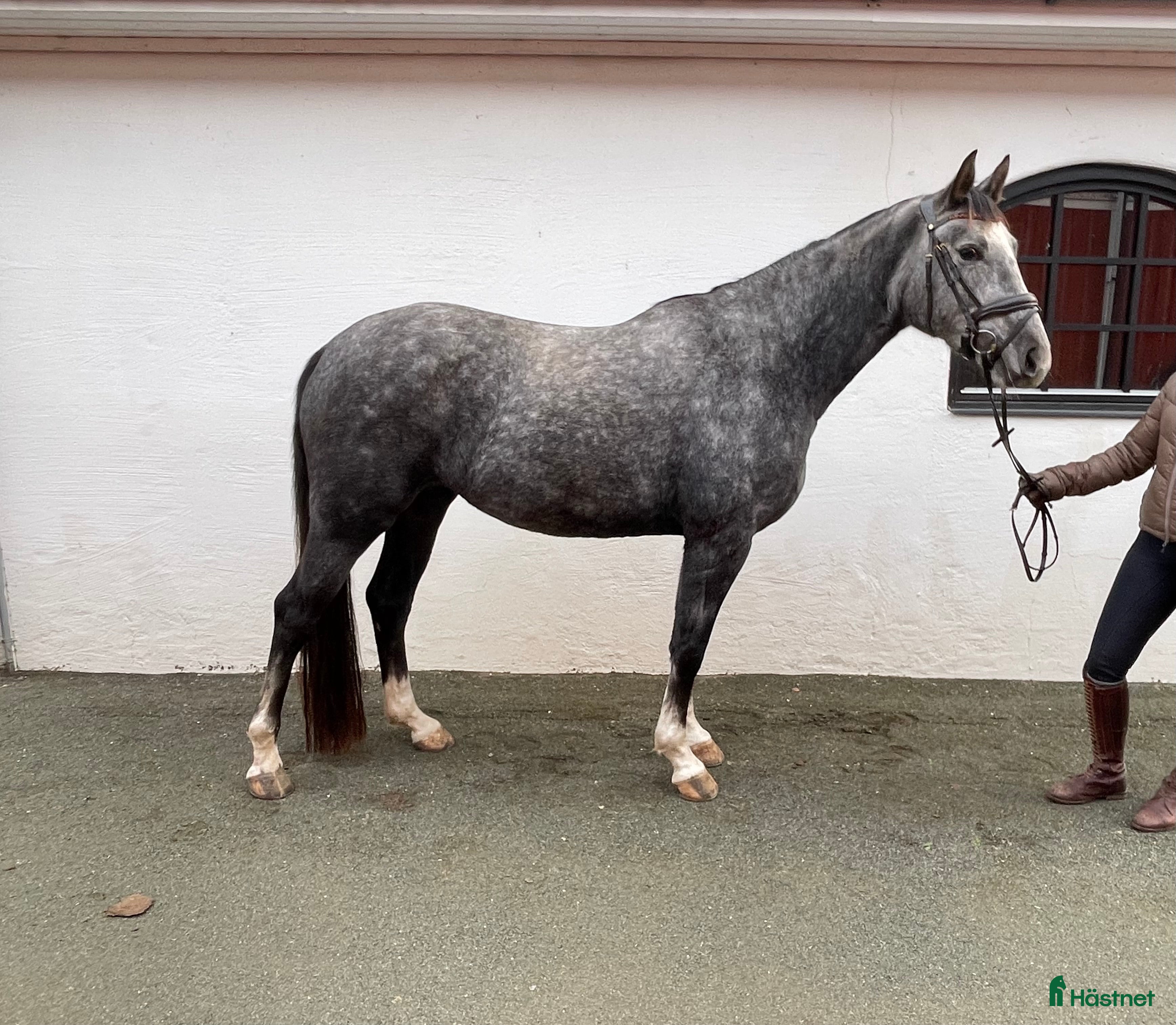  hästar Fantastiskt litet sto i Aneby - Annons 16