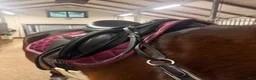 Sadlar hästutrustning till salu: Thorowgood t8  - Annons 2