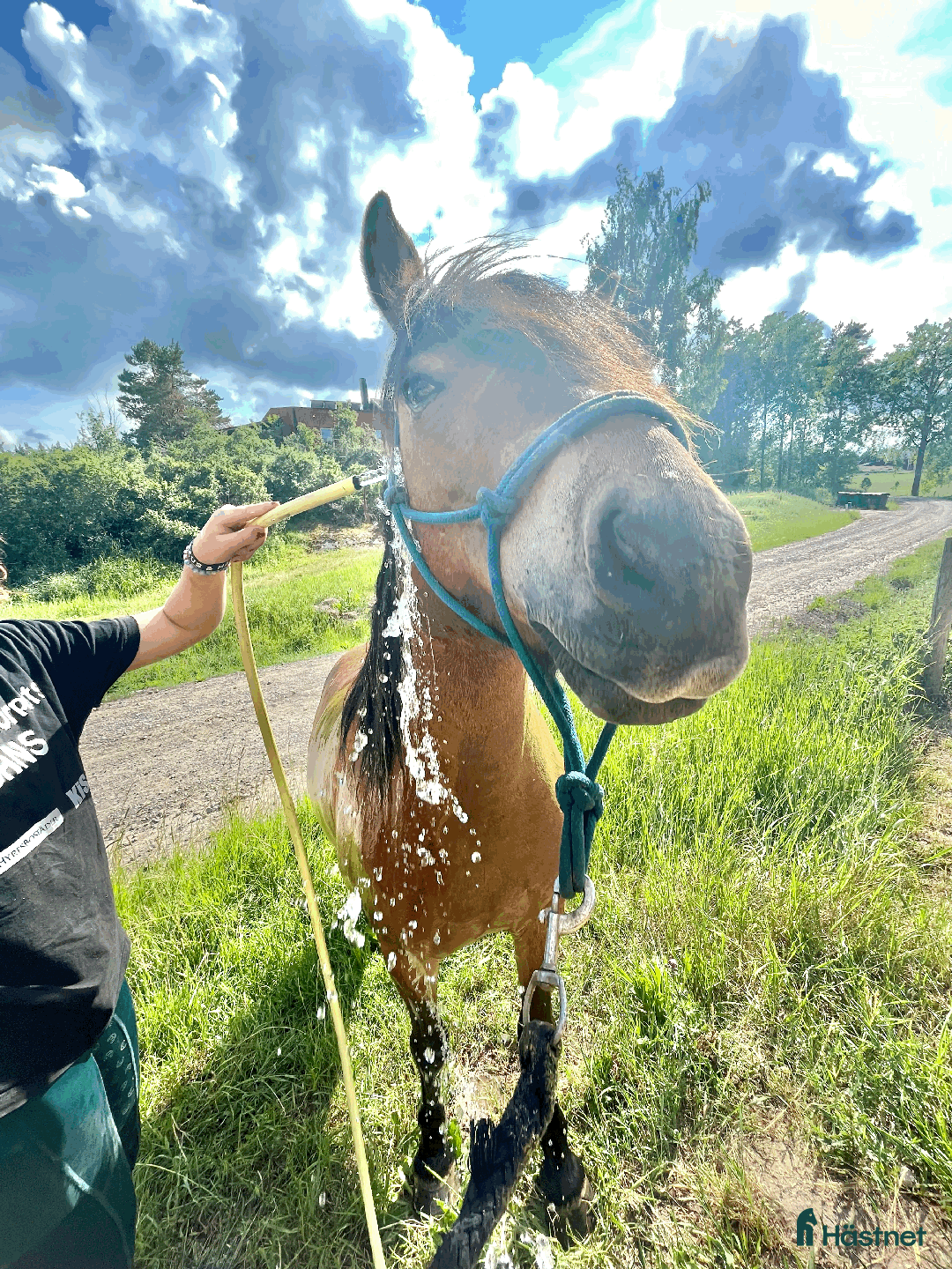 Allround hästar till salu: Allround stark korsning som gillar att hoppa i Söderköping - Annons 22