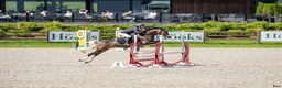 Hoppning hästar till salu: Vakker welsh part bred hoppe i Tønsberg - Annons 6