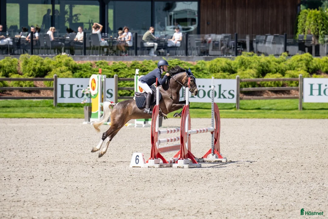 Hoppning hästar till salu: Vakker welsh part bred hoppe i Tønsberg - Annons 6