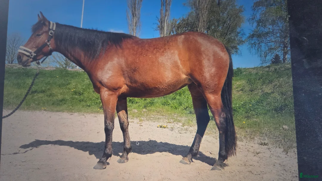 Western hästar till salu: Välutbildad hobbyhäst - Annons 1