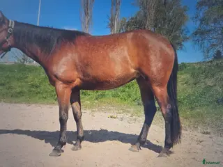 hästar Välutbildad hobbyhäst - Annons 2