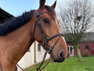 hästar Lovande hopphäst för framtiden! i Harplinge - Annons 12