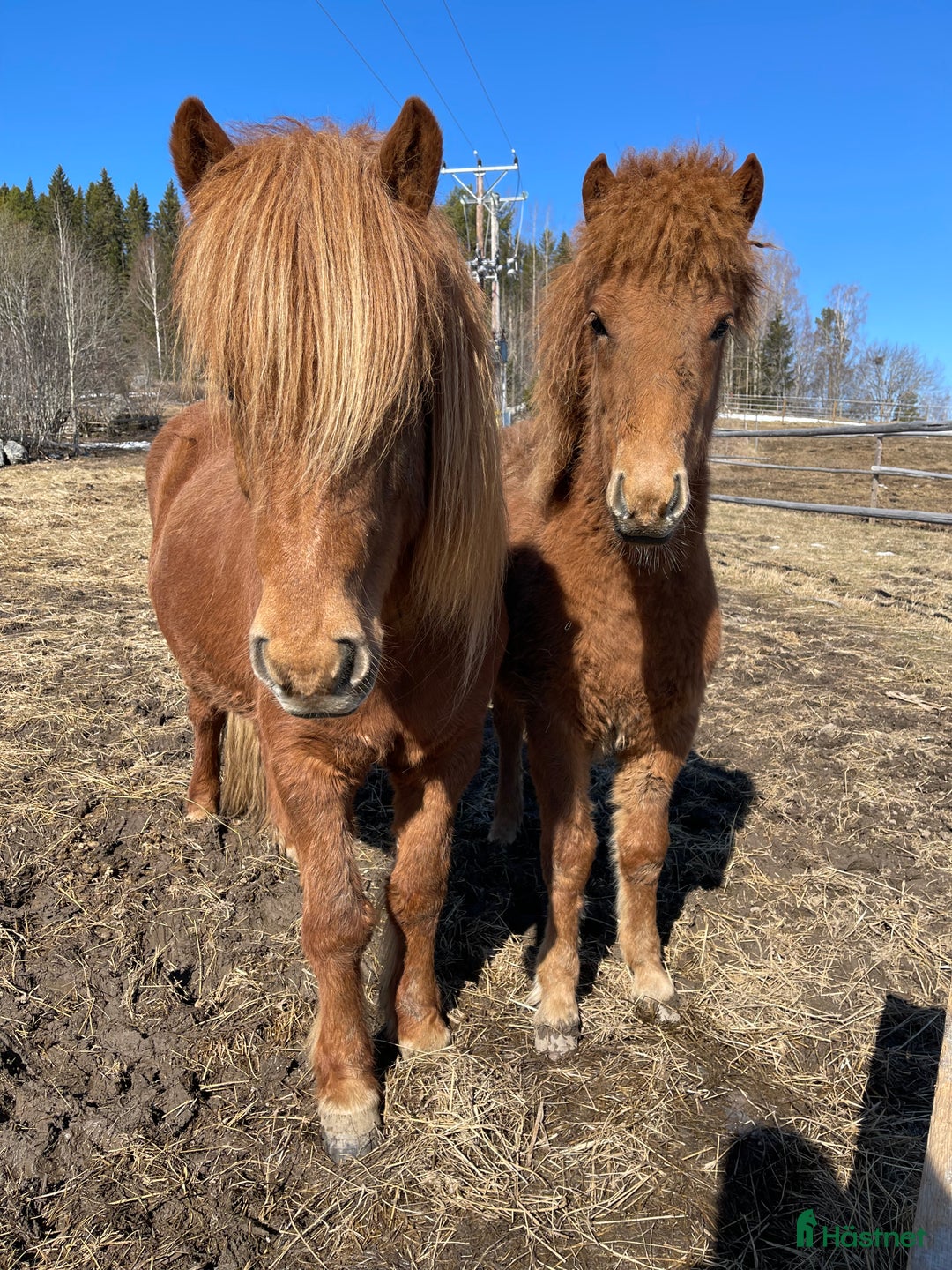 Island hästar till salu: Tryggt sto med fart! i Gällö - Annons 3
