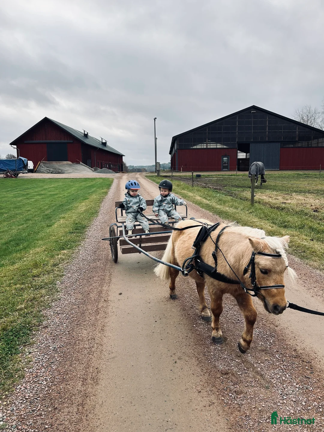 Allround hästar till salu: Otroligt fin Shettis - Annons 3