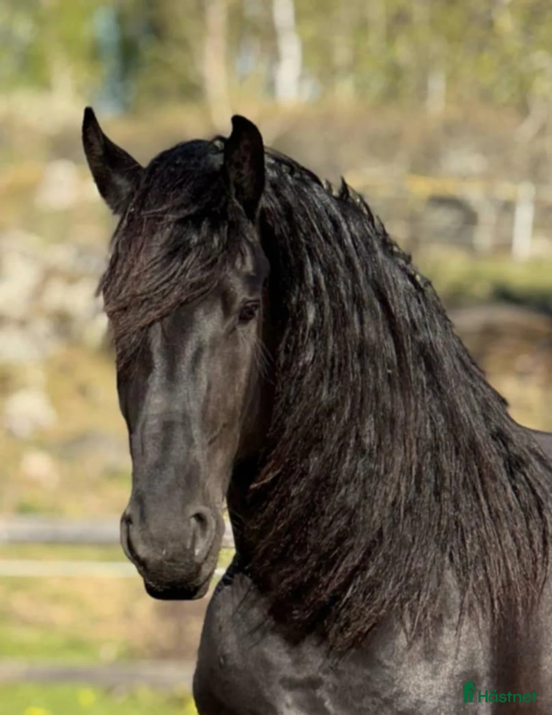 Allround hästar till salu: Sirius en lyxig drömhäst - Annons 5