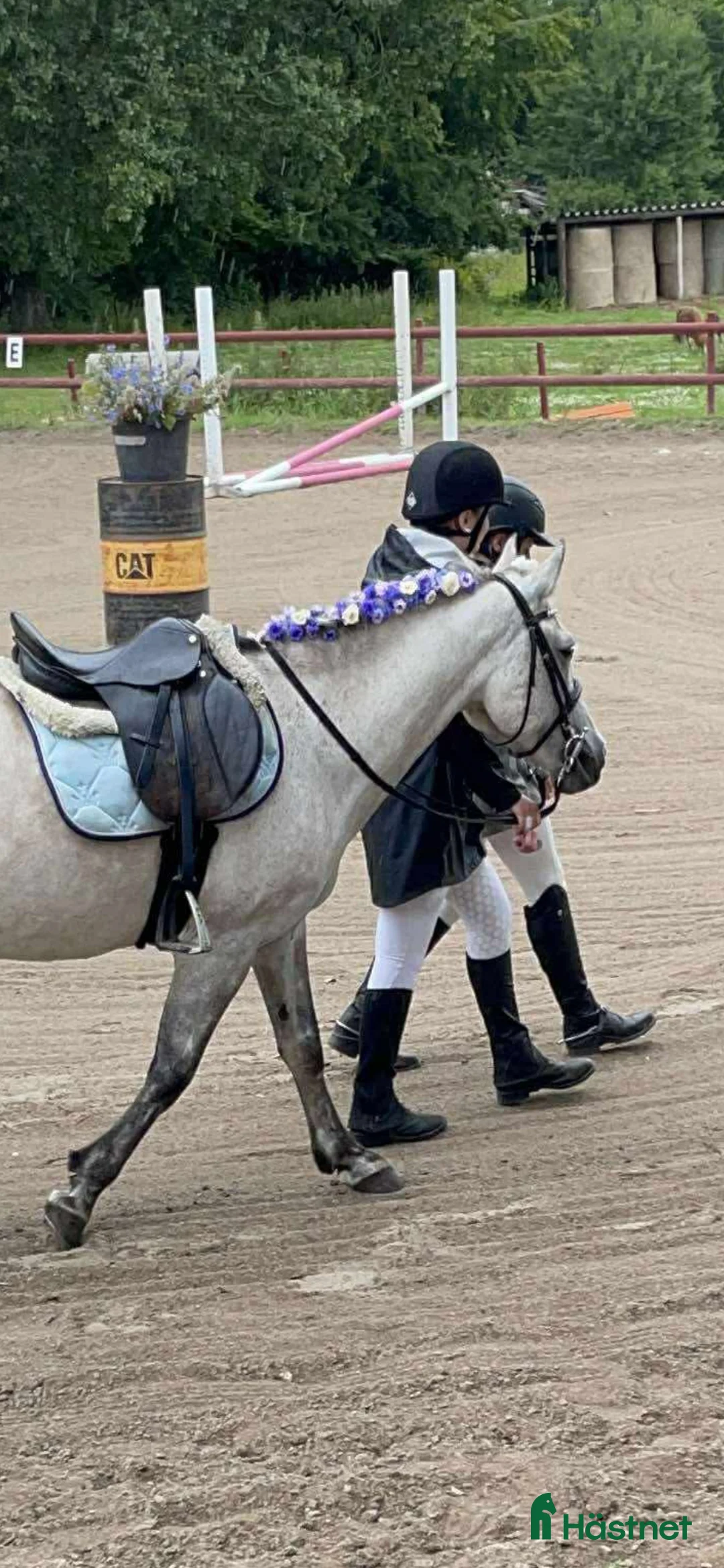 Allround hästar till salu: Fin B-ponny / tävlings ponny - Annons 10