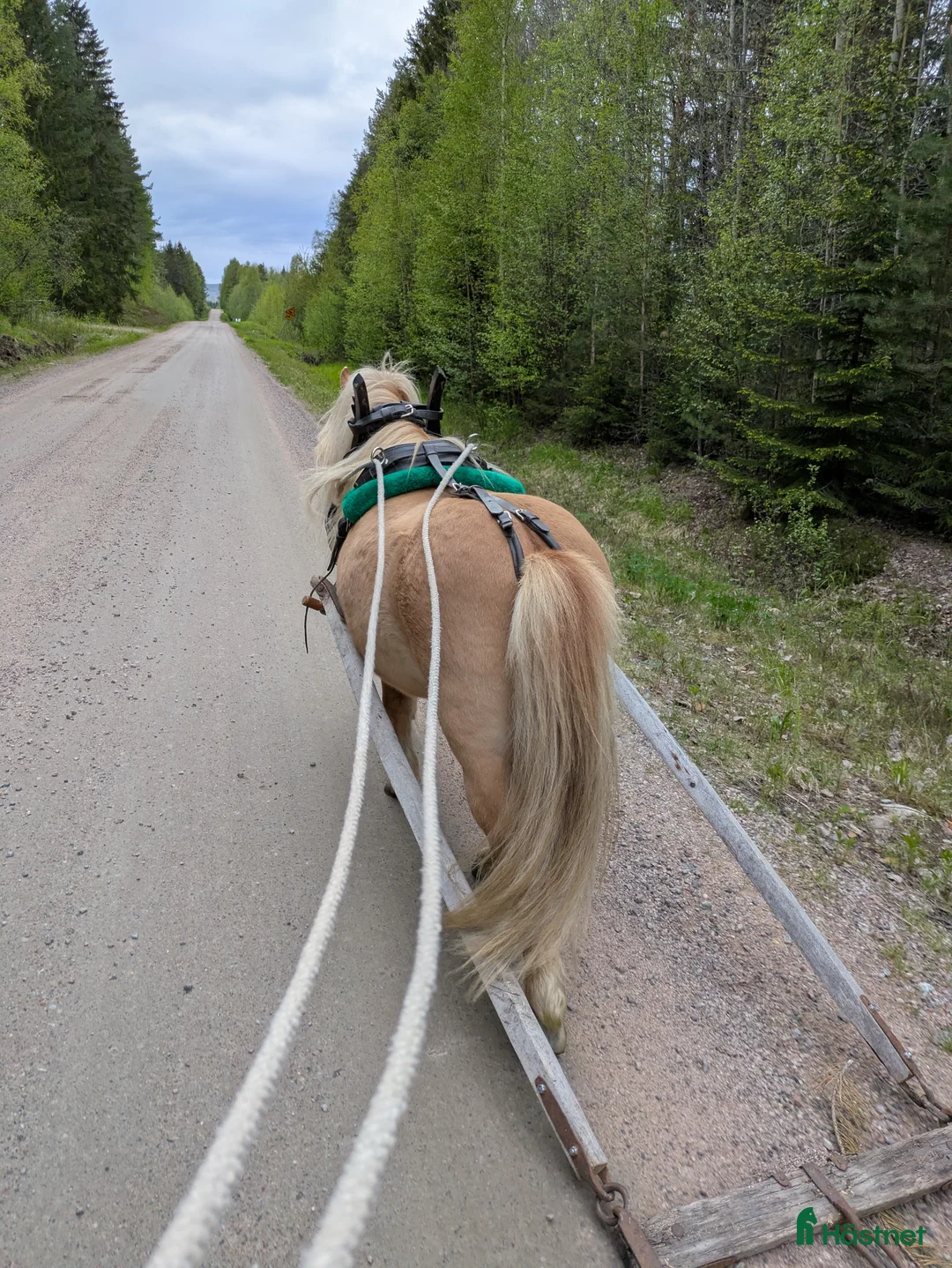Allround hästar till salu: Trevlig Avelshingst  i Edsbyn - Annons 4