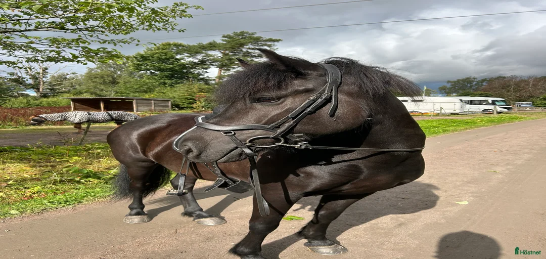 Galleribild {{count}}