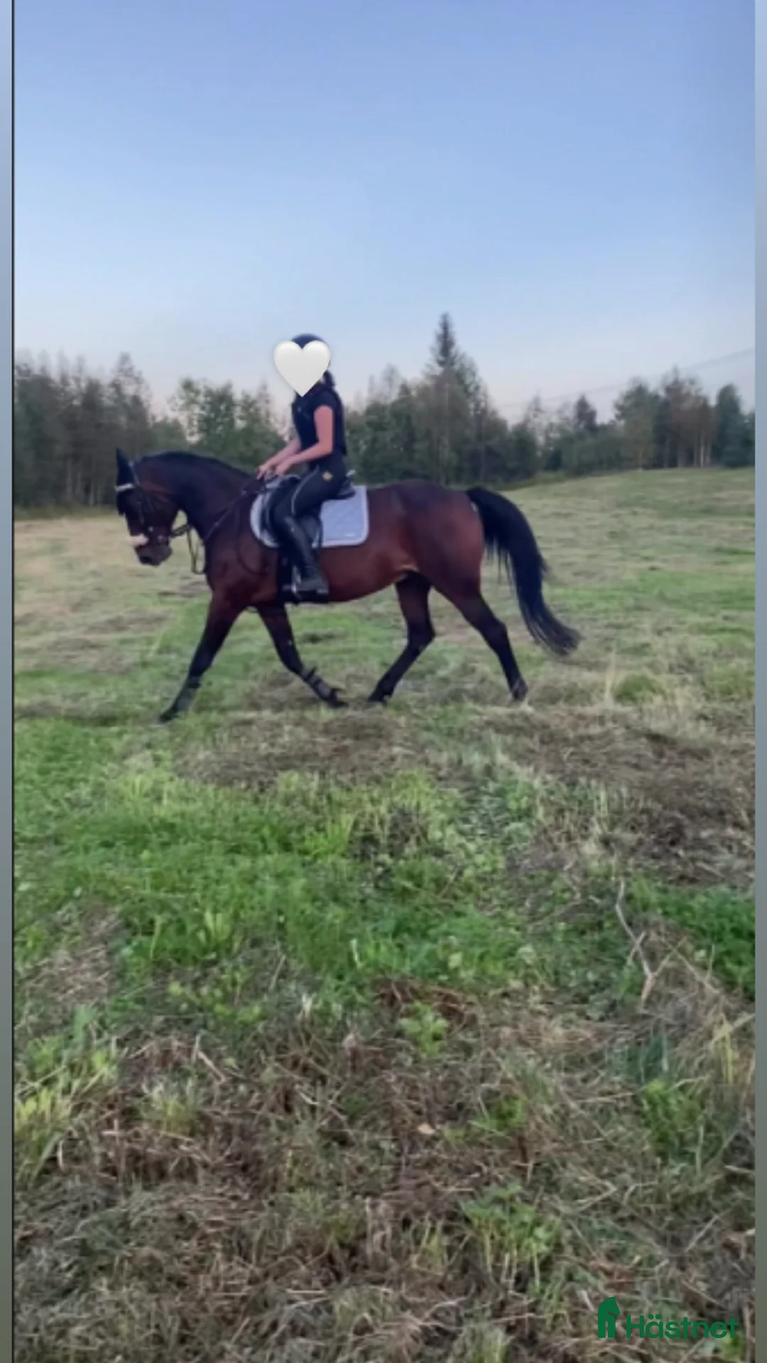 Allround hästar till salu: Lucky söker ett nytt hem omgående! i Boden - Annons 2