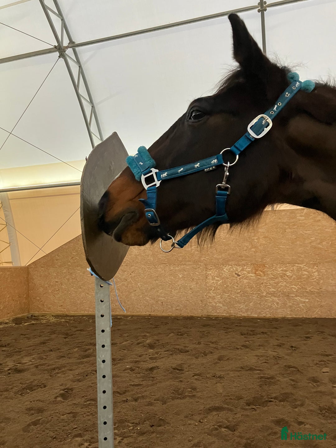 Allround hästar till salu: Vår bästa vän lånas ut på foder i Garphyttan - Annons 8