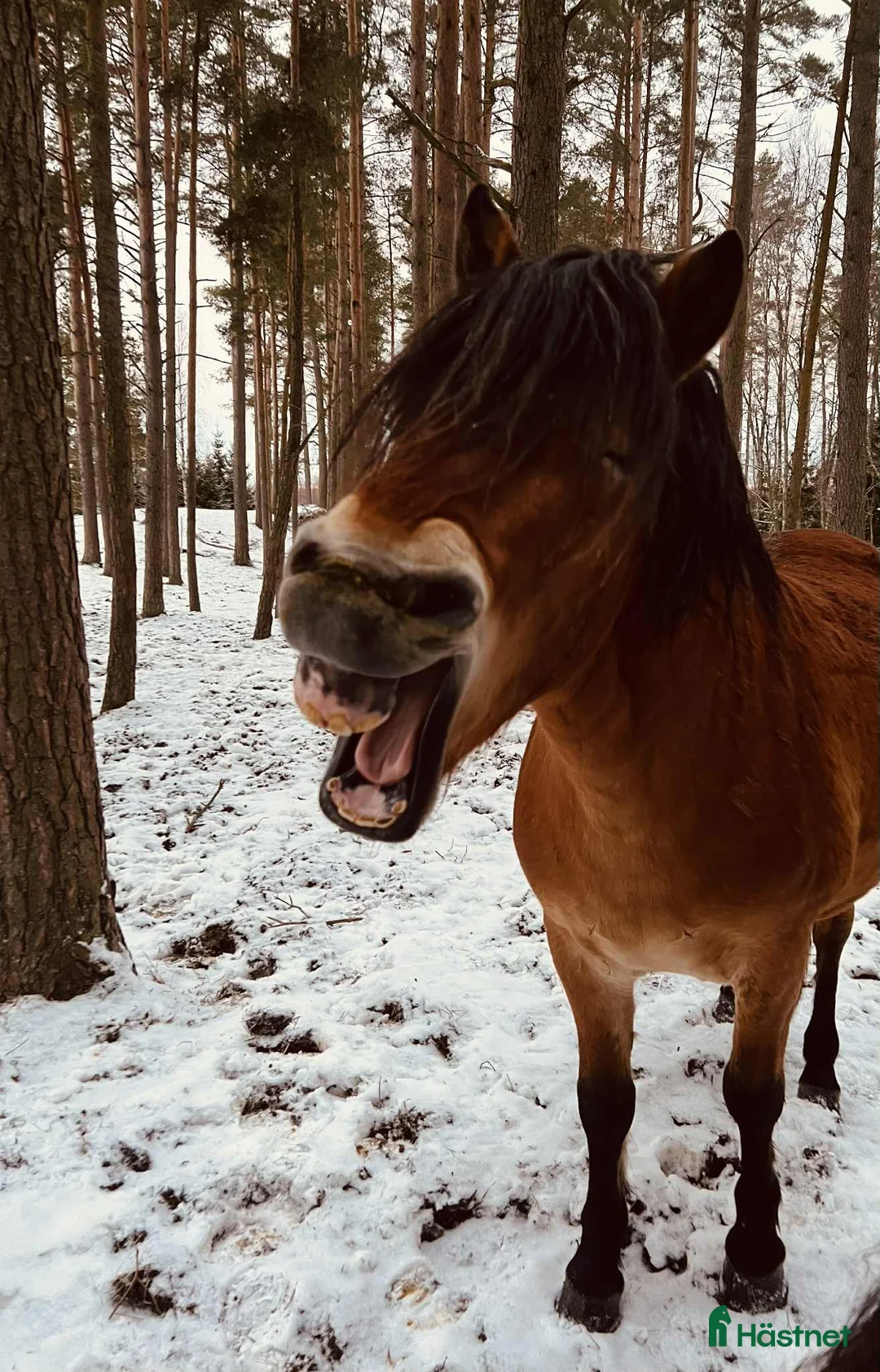  stallplats finnes: Söker stall/lösdrift - Annons 1