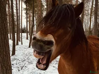 stallplats finnes: Söker stall/lösdrift - Annons 2