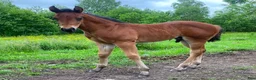 Western hästar till salu: DC Zeus Bonanza Gun - Annons 5