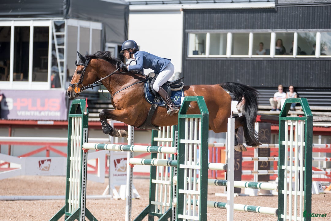 Hoppning hästar till salu: Hingstföl med meriterat möderne i Säter - Annons 6