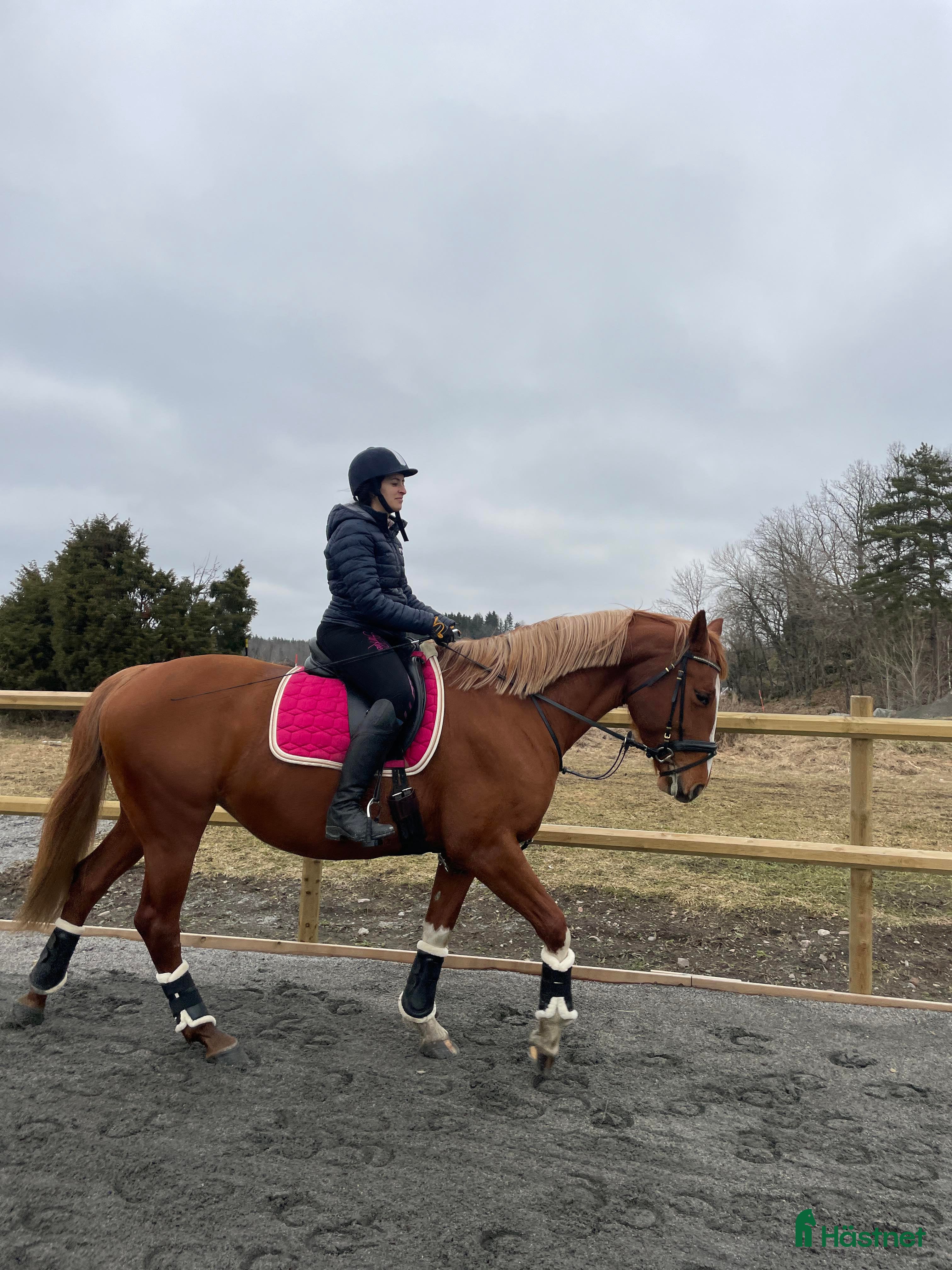  hästservice Söker duktig ryttare/utbildare till 9-årigt sto  - Annons 1