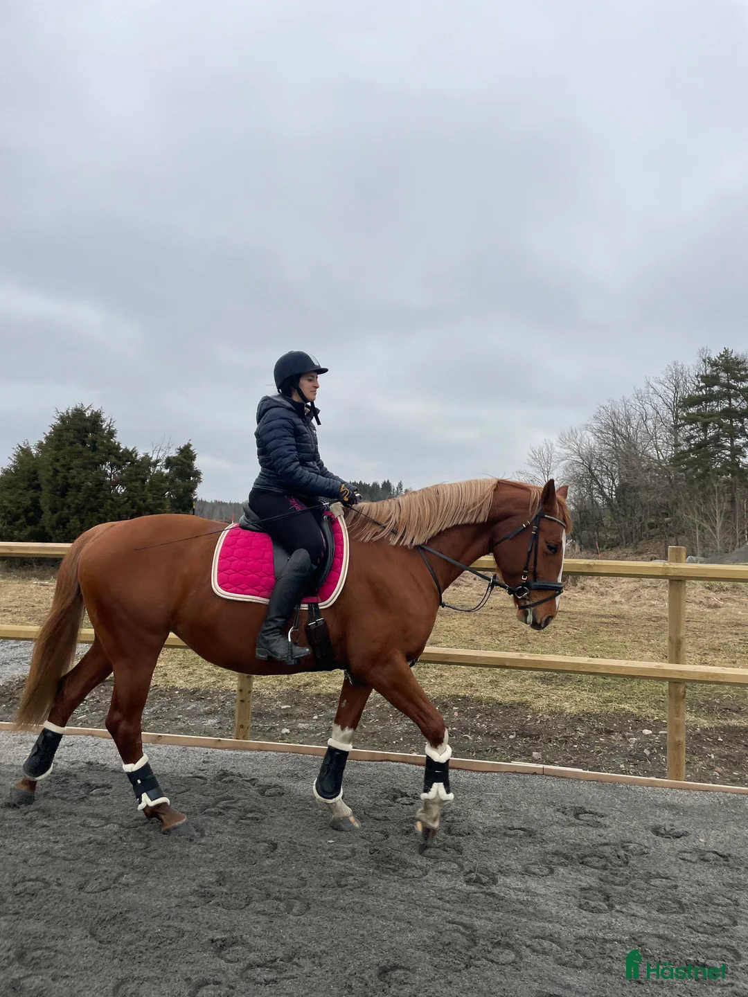  hästservice finnes: Söker duktig ryttare/utbildare till 9-årigt sto  - Annons 1