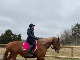 hästservice Söker duktig ryttare/utbildare till 9-årigt sto - Annons 2