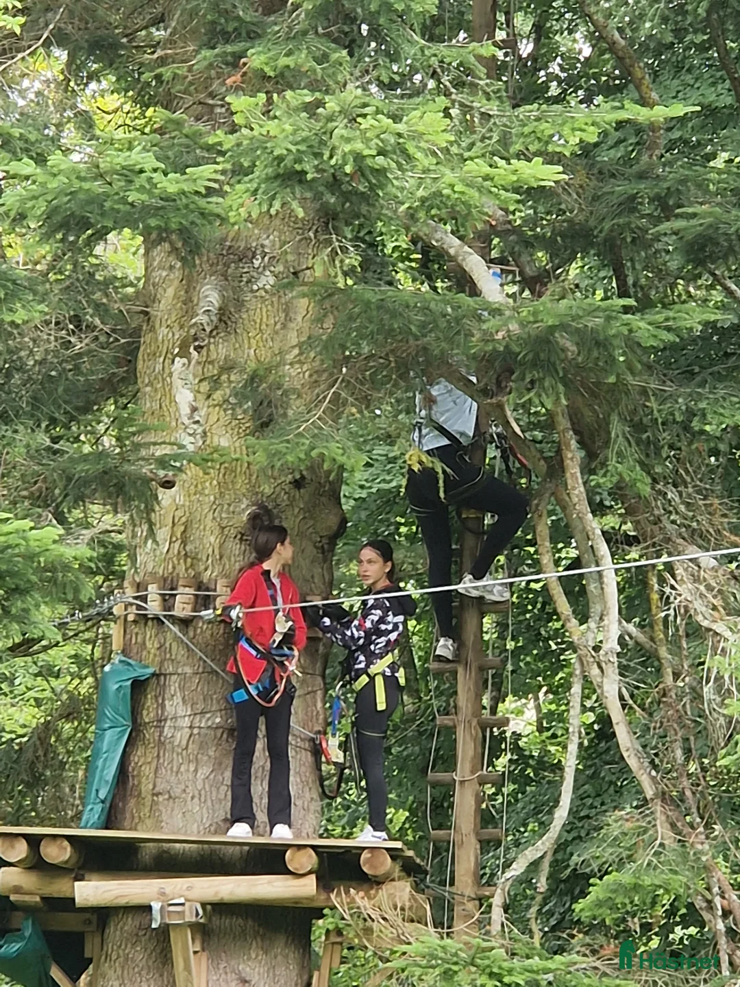 Dressyr hästar till salu: Equestrian holiday in Ireland  - Annons 18