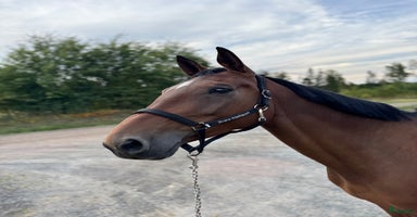  hästar i Sandhem - Annons 1
