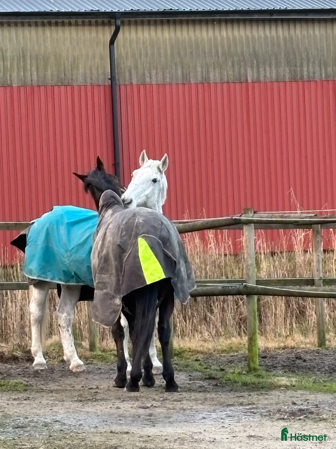  foderhäst finnes: Trevligt äldre halvblod på foder i Mölndal - Annons 4