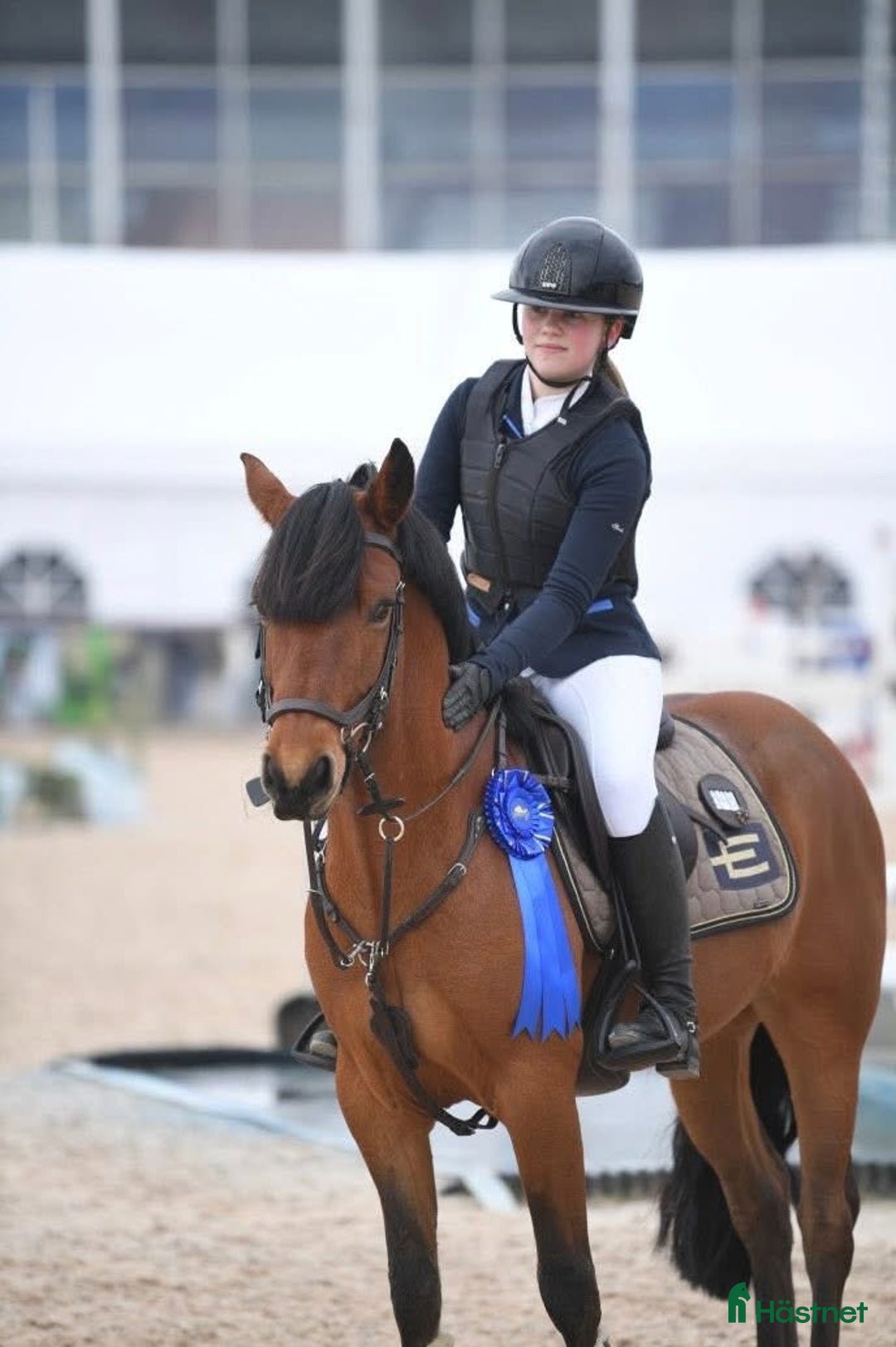 Hoppning hästar till salu: Drömponny för valfri gren i Uppsala - Annons 3